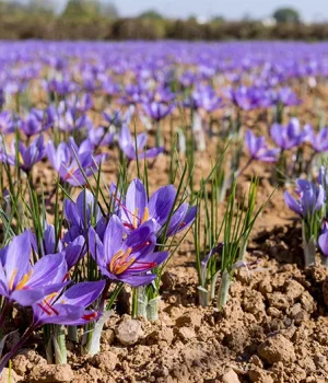 in-article-saffron-field-r28kunfm0pgr0jllyi6jzb8iyqfov3xw821q8iwtrg.webp